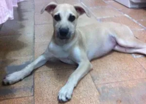 Cachorro raça Vira-lata idade 2 a 6 meses nome Sem nome