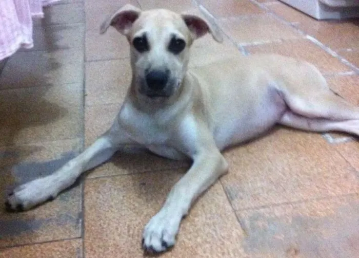 Cachorro ra a Vira-lata idade 2 a 6 meses nome Sem nome