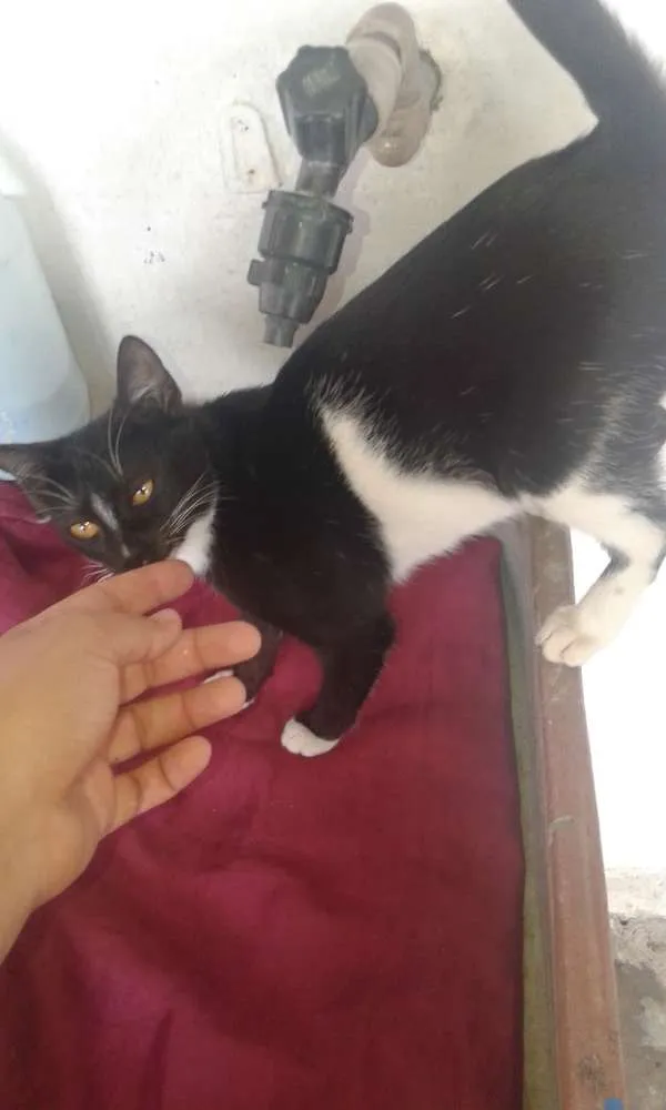 Gato ra a Srd idade 7 a 11 meses nome Lili  e malhadinha