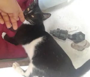 Gato raça Srd idade 7 a 11 meses nome Lili  e malhadinha