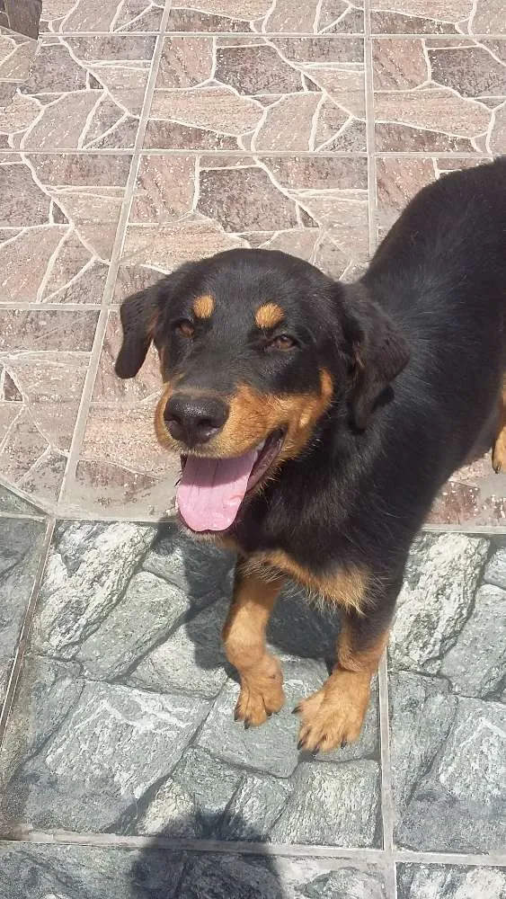 Cachorro ra a Mestica rotweiller /pastor idade 2 a 6 meses nome Penelope