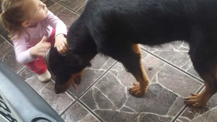 Cachorro ra a Mestica rotweiller /pastor idade 2 a 6 meses nome Penelope