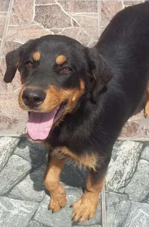 Cachorro raça Mestica rotweiller /pastor idade 2 a 6 meses nome Penelope