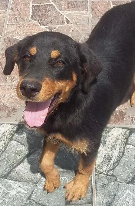 Cachorro ra a Mestica rotweiller /pastor idade 2 a 6 meses nome Penelope