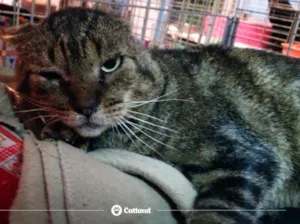 Gato raça SRD idade 5 anos nome Timão