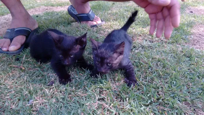 Gato raça Vira latas idade Abaixo de 2 meses nome Sem nome 