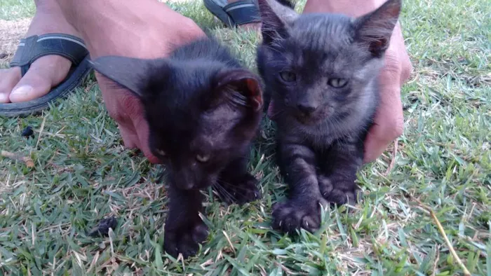 Gato raça Vira latas idade Abaixo de 2 meses nome Sem nome 
