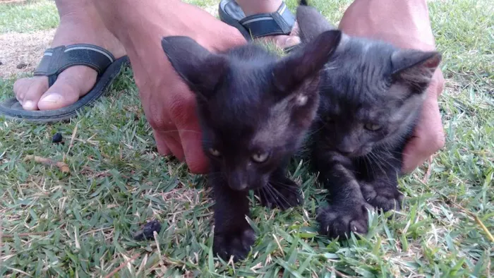 Gato raça Vira latas idade Abaixo de 2 meses nome Sem nome 