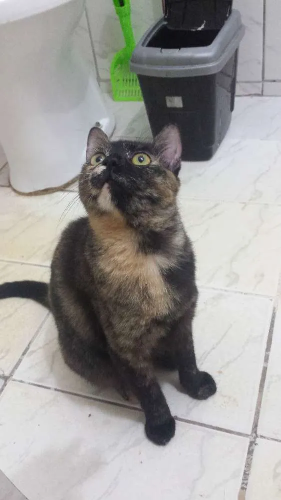 Gato raça SRD idade Abaixo de 2 meses nome Pretinha