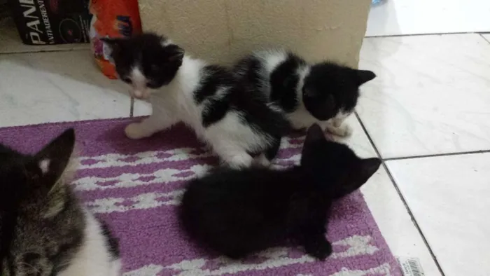 Gato raça SRD idade Abaixo de 2 meses nome Pretinha