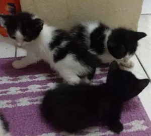 Gato raça SRD idade Abaixo de 2 meses nome Pretinha