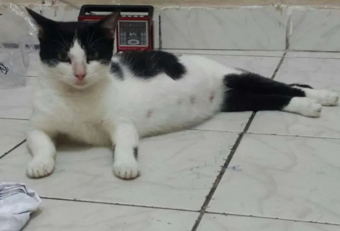 Gato raça SRD idade Abaixo de 2 meses nome Pretinha