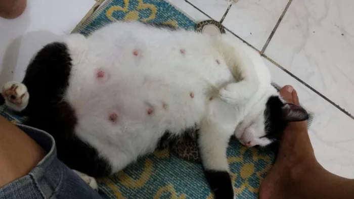 Gato raça SRD idade Abaixo de 2 meses nome Pretinha