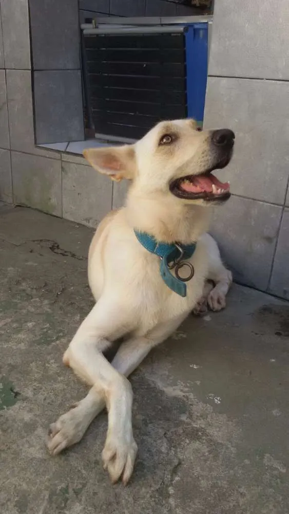 Cachorro ra a SRD idade 2 anos nome Frederico