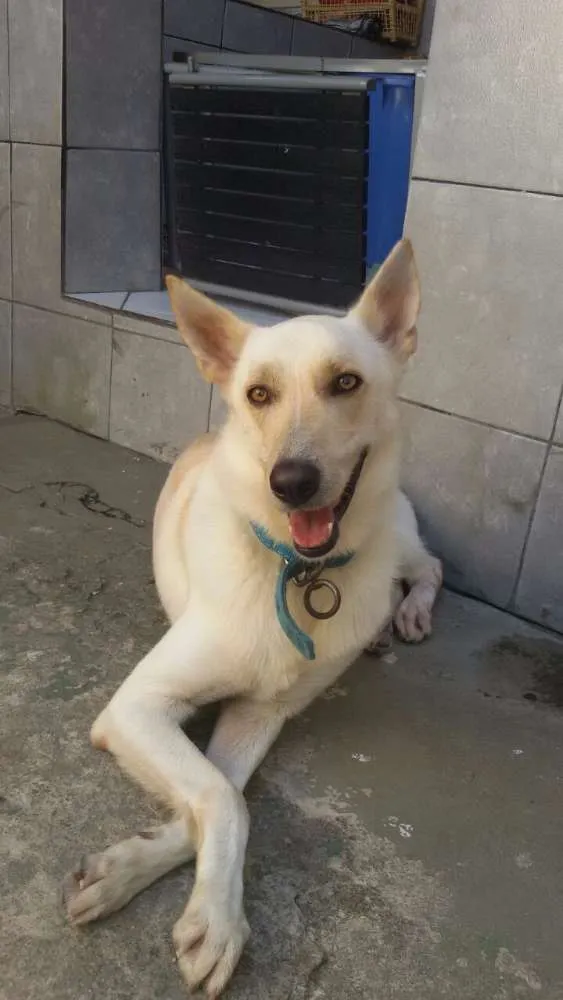 Cachorro ra a SRD idade 2 anos nome Frederico