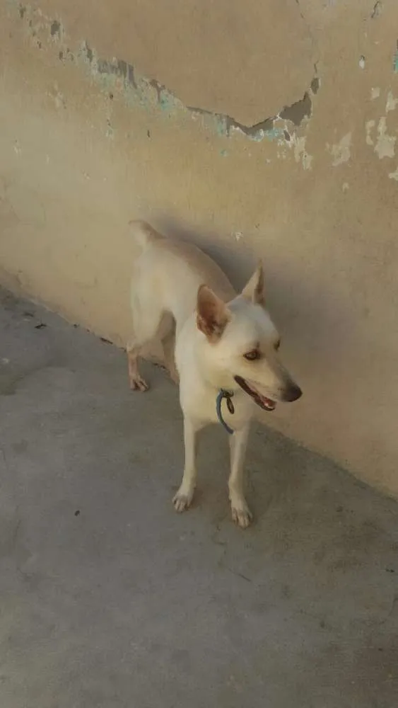 Cachorro ra a SRD idade 2 anos nome Frederico