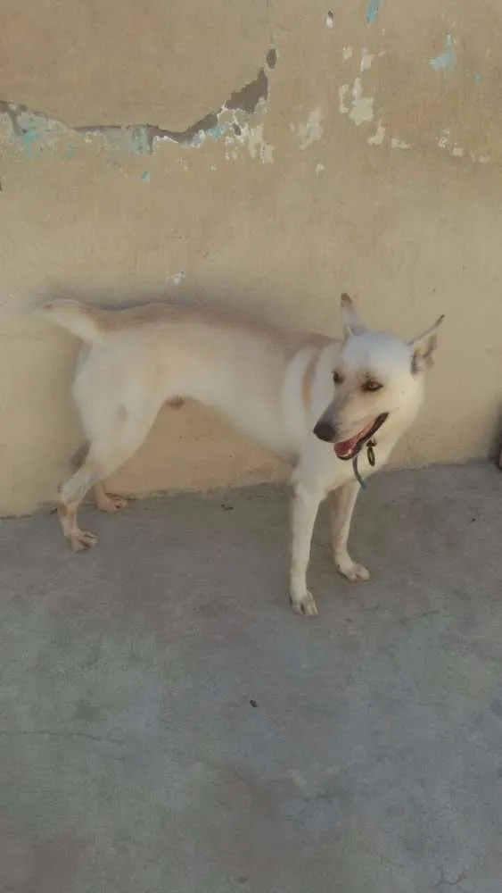 Cachorro ra a SRD idade 2 anos nome Frederico