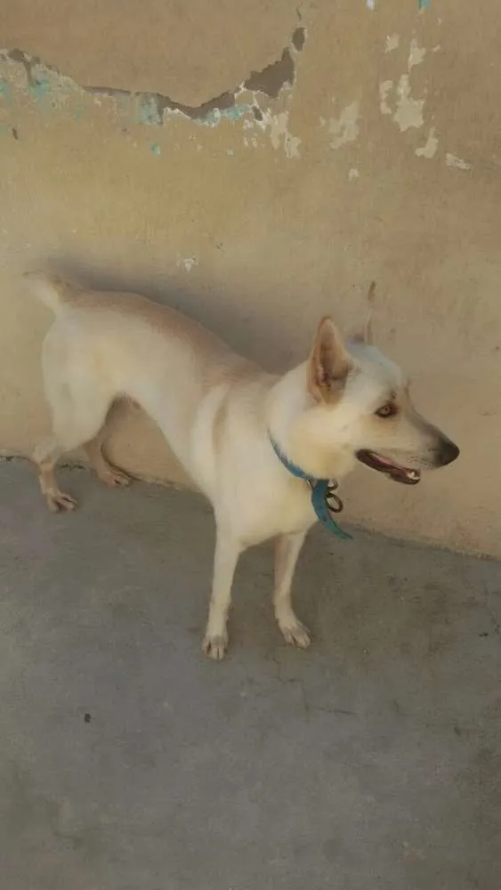 Cachorro ra a SRD idade 2 anos nome Frederico