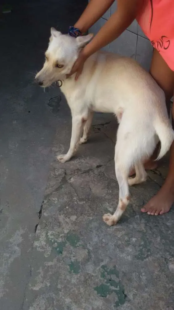 Cachorro ra a SRD idade 2 anos nome Frederico