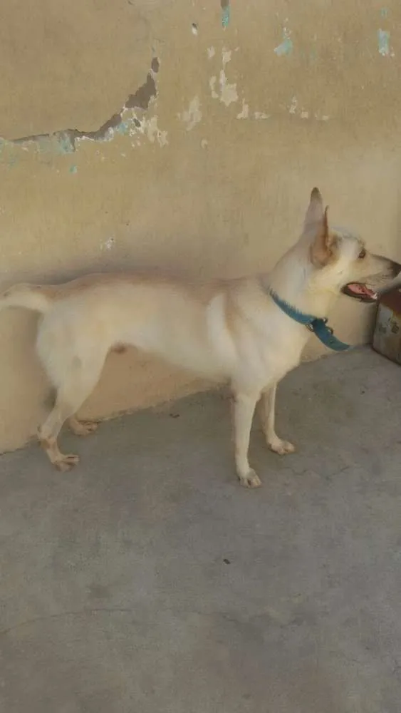 Cachorro ra a SRD idade 2 anos nome Frederico