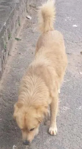 Cachorro raça SRD idade 2 anos nome Caramelo