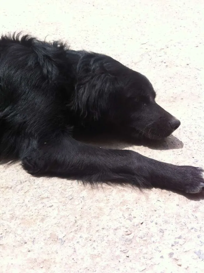 Cachorro ra a vira lata idade  nome neguinha