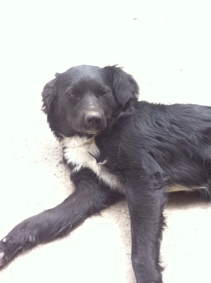 Cachorro ra a vira lata idade  nome neguinha