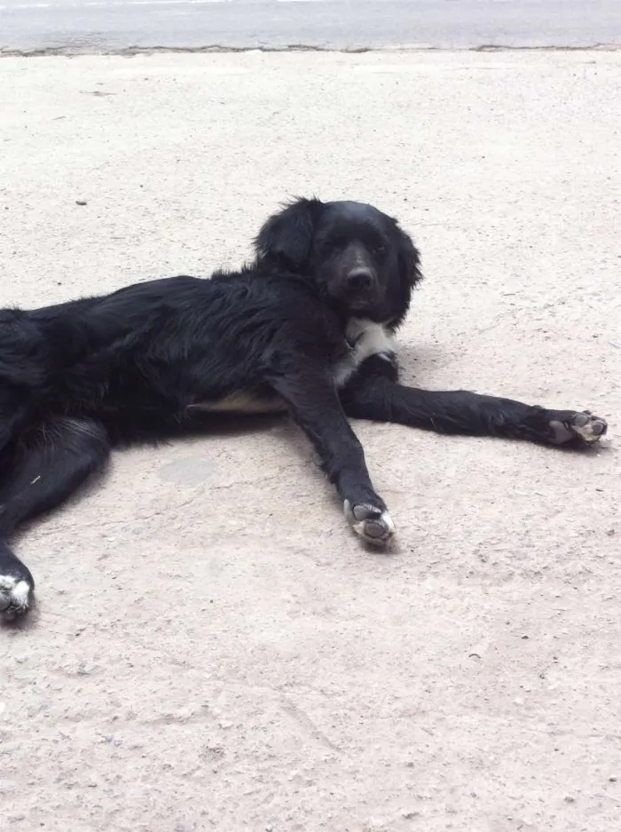 Cachorro ra a vira lata idade  nome neguinha