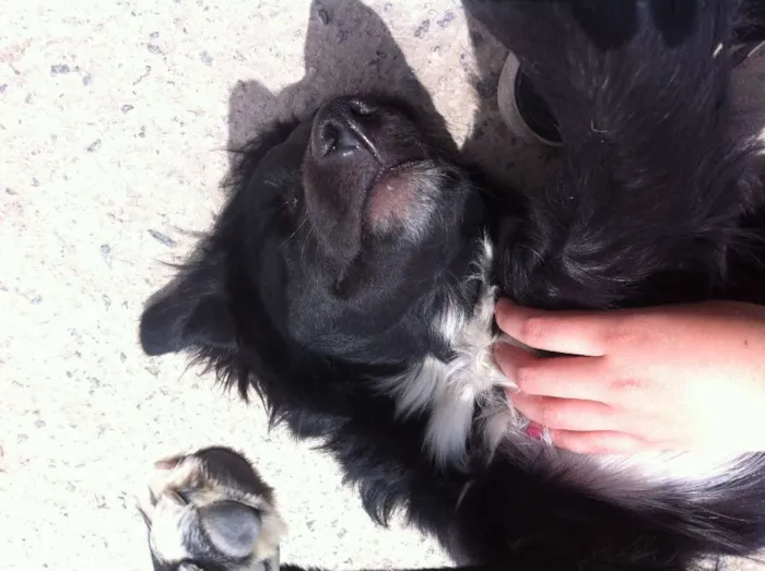Cachorro ra a vira lata idade  nome neguinha