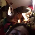 fifi GRATIFICA