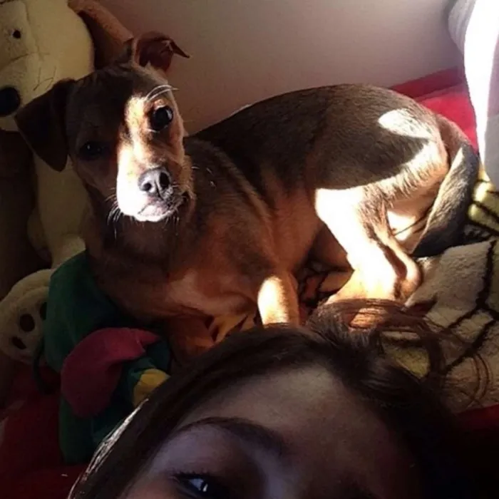 Cachorro ra a vira lata idade 7 a 11 meses nome fifi GRATIFICA