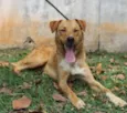 Cachorro raça SRD idade 3 anos nome Kinder