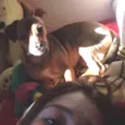 fifi GRATIFICA