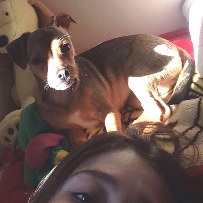 Cachorro ra a vira lata idade 7 a 11 meses nome fifi GRATIFICA