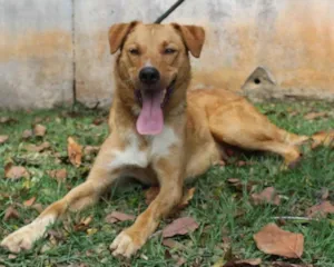 Cachorro raça SRD idade 3 anos nome Kinder