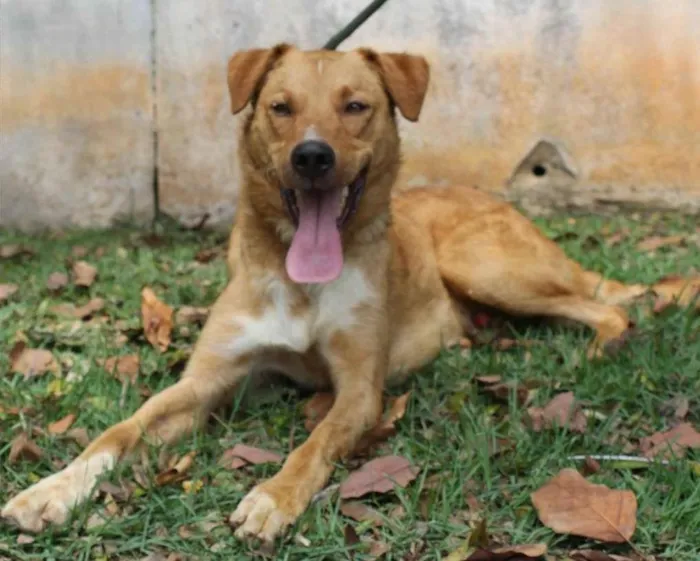 Cachorro raça SRD idade 3 anos nome Kinder