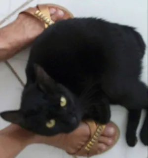 Cachorro raça SRD idade  nome Gatinho