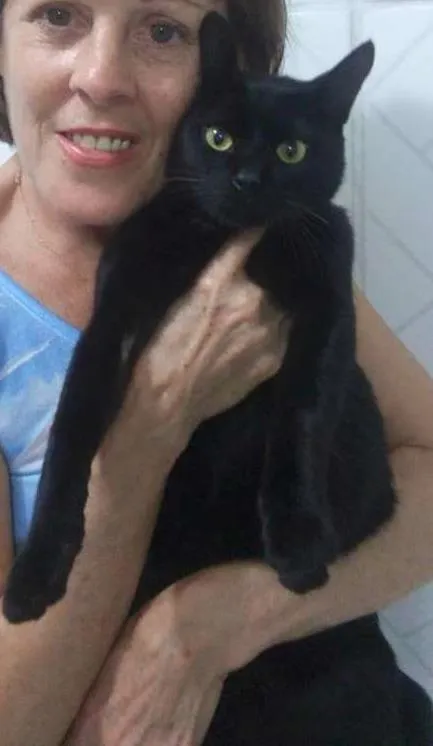 Cachorro ra a SRD idade  nome Gatinho