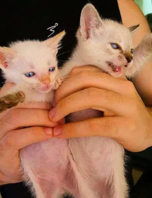 Gato raça Siameses idade Abaixo de 2 meses nome Nero & Felicia