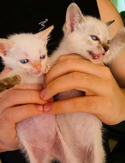 Gato ra a Siameses idade Abaixo de 2 meses nome Nero & Felicia