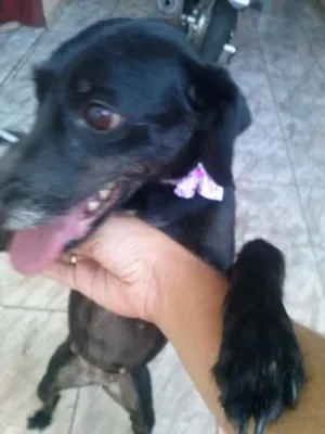 Cachorro raça Não definida idade 5 anos nome Lilika