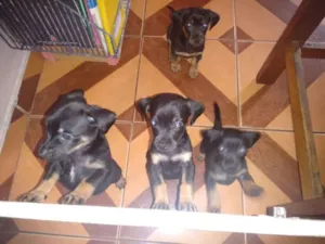Cachorro raça SRD idade Abaixo de 2 meses nome filhotes