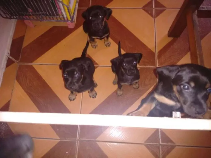 Cachorro ra a SRD idade Abaixo de 2 meses nome filhotes