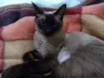 Safira