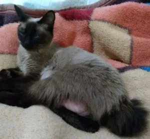 Gato raça Siamesa idade 7 a 11 meses nome Safira