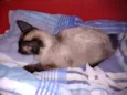 Safira