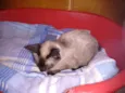 Safira