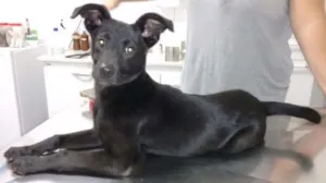 Cachorro raça SRD idade 2 a 6 meses nome Lili