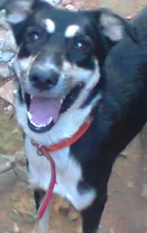 Cachorro raça Vira-Lata idade 2 anos nome BIG