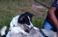 snoopy
